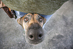 Rhodesian Ridgeback portrait