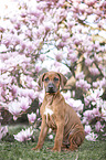 Rhodesian Ridgeback Puppy