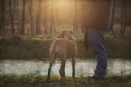 man with Rhodesian Ridgeback