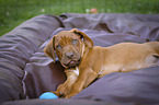 playing Rhodesian Ridgeback Puppy