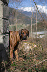 Rhodesian Ridgeback