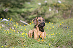 lying Rhodesian Ridgeback