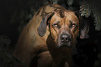 Rhodesian Ridgeback