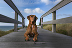 lying Rhodesian Ridgeback