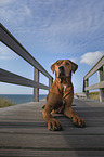 lying Rhodesian Ridgeback