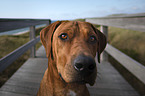 Rhodesian Ridgeback portrait