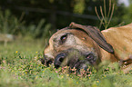 lying Rhodesian Ridgeback