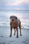 standing Rhodesian Ridgeback