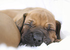 Rhodesian Ridgeback Puppy