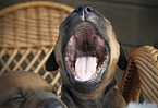 Rhodesian Ridgeback Puppies portrait