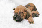 Rhodesian Ridgeback Puppies