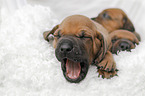 Rhodesian Ridgeback Puppies