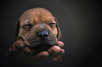 Rhodesian Ridgeback Puppy