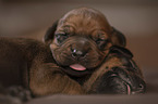 Rhodesian Ridgeback Puppies