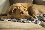 lying Rhodesian Ridgeback
