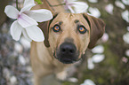 Rhodesian Ridgeback