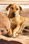 lying Rhodesian Ridgeback