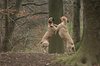 playing Rhodesian Ridgebacks