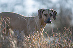 Rhodesian Ridgeback