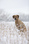 sitting Rhodesian Ridgeback