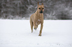 running Rhodesian Ridgeback