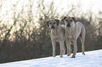 standing Rhodesian Ridgeback