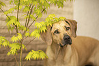 Rhodesian Ridgeback portrait