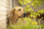 Rhodesian Ridgeback portrait
