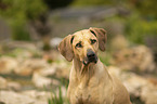 Rhodesian Ridgeback portrait