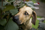 Rhodesian Ridgeback portrait