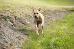 running Rhodesian Ridgeback