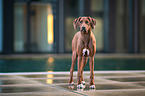 standing Rhodesian Ridgeback