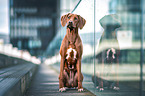 sitting Rhodesian Ridgeback