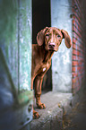 Rhodesian Ridgeback