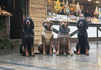 Rhodesian Ridgeback and Gordon Setter