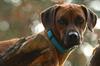 Rhodesian Ridgeback Portrait