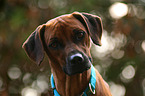 Rhodesian Ridgeback Portrait