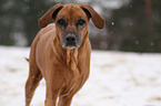 Rhodesian Ridgeback Portrait