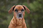 Rhodesian Ridgeback Portrait