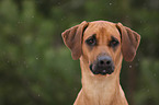 Rhodesian Ridgeback Portrait