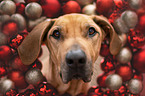 Rhodesian Ridgeback Portrait