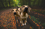 2 Rhodesian Ridgebacks