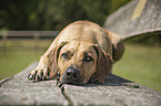 lying Rhodesian Ridgeback