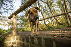 Rhodesian Ridgeback