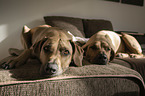 2 Rhodesian Ridgebacks