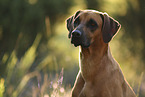 Rhodesian Ridgeback Portrait