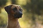 Rhodesian Ridgeback Portrait