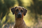 Rhodesian Ridgeback Portrait