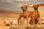 3 Rhodesian Ridgebacks