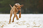running Rhodesian Ridgeback Puppy